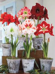 Explore holland bulb farms® variety of amaryllis bulbs. Potted Amaryllis Bulbs 6 Varieties In Birch Pots Gardeners Com Amaryllis Bulbs Amaryllis Flowers Amaryllis Plant