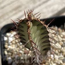 Image result for Euphorbia griseola