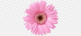 Flowers Pink Gerbera Daisy Flower Png Pink Gerbera Yellow Rose Flower Yellow Daisy Flower