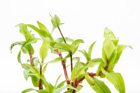 Image result for Murdannia