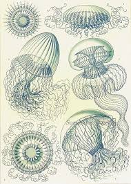 Leptomedusae Jellyfish Formations Haeckel Print Pale Blue Vintage Natural History Oceanography Victorian Scientific Lithograph To Frame 36 Jellyfish Art Natural Form Art Ocean Art