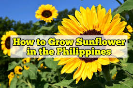 With the growing aquaculture market and the limited availability of fish meal, fish feed producers show an increased interest in sunflower meal as alternative protein. How To Grow Sunflower In The Philippines Rockets Garden