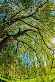 Just as poison oak is a plant to avoid, these tropes are epileptic trees to avoid (well, not for some … Solutions For A Willow Tree Planted Too Close To A Home Thriftyfun