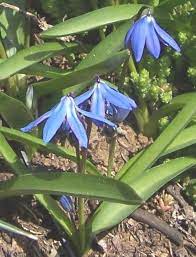 Choose from best sellers and rare varieties! Scilla Pflege Der Pflanze Pflanzenfreunde Com