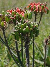 Image result for Brownleea maculata