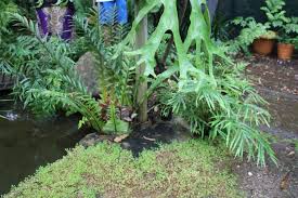 Image result for Cyathea manniana