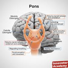 Image result for Pons