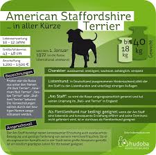 The american staffordshire terrier temperament is similar to that of their neighbor across the atlantic, the staffordshire bull terrier. American Staffordshire Terrier Dominant Aber Freundlich Mydog365 Magazin