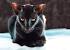 Grey Oriental Shorthair Cat