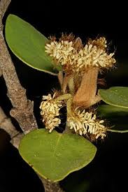 Image result for Androstachys