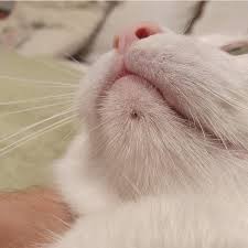 akne u koshek kak i chem lechit foto