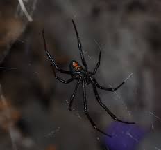 Black widow spider side profile. How The Black Widow Spins Her Steel Strong Silk Web