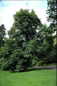 Image result for Lophostemon confertus