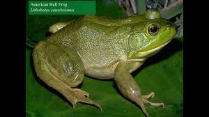 Backyard Biodiversity Night Sounds Dogwood Alliance