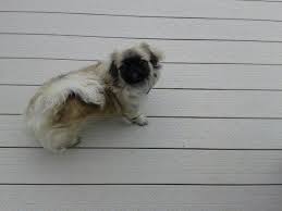 My Peke Cookie Monster Pekingese Pekingese Dogs Cookies