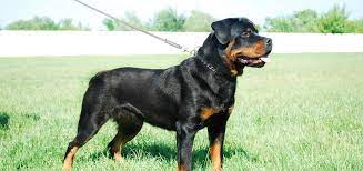 He is portrayed by welsh actor taron egerton. Why Do Insurance Companies Consider Rottweilers A Dangerous Breed O Hara Law Firm