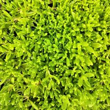 Image result for Duosperma nudantherum