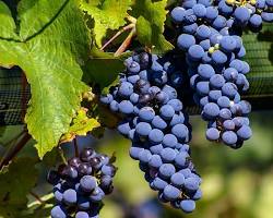Imagem de Malbec Argentino wine grape