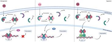 Image result for Selective Estrogen Receptor Modulator