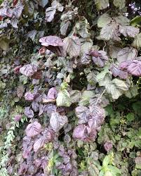 Image result for Grewia avellana