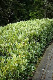 Otto Luyken Cherry Laurel Broadleaf Evergreen Dwarf Evergreen Shrubs Garden Shrubs