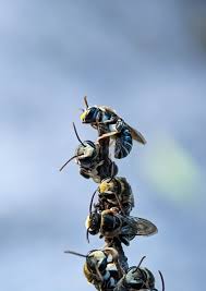 Image result for Lipotriche