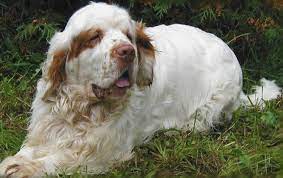 Clumber spaniel puppies available for sale in united states from top breeders and individuals. Clumber Spaniel Dog Breed Information Images Characteristics Health