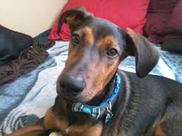 They have a similar look to their parents a domed forehead. German Shepherd X Doberman Mix Doberman Forum Doberman Breed Dog Forums