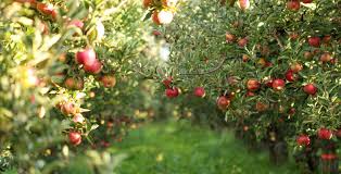 Maybe you would like to learn more about one of these? Apple Tree Protection Effective Bird Repellent Avian Enterprises