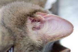 Haarausfall Alopezie Bei Der Katze Tiermedizinportal