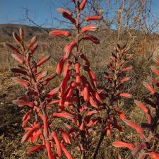 Image result for Aloe zebrina