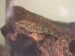 Image result for Isoglossa punctata