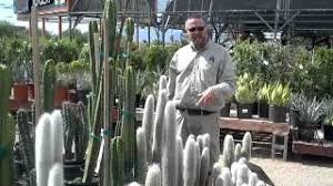 Mexican lime cactus (ferocactus pilosus). Civano Nursery Silver Torch Cacti Youtube