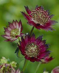 Few, if any, plants prefer to grow in dry soil in shade but some are able to tolerate these conditions once established and still look presentable. Easy Summer Flowering Shade Plants