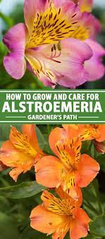Pin On Gardening