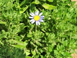 Image result for Felicia muricata