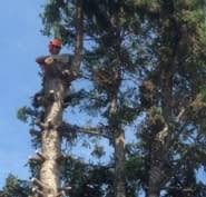 Tree care is more than just aesthetics. All Season Tree Service Opening Hours P0 Box 71024 Edmonton Ab