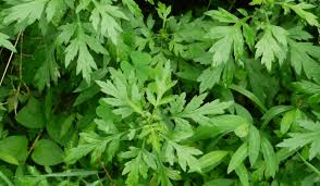 Les Meilleures Plantes Pour Soulager les Règles Douloureuses — Ann & Eli Apothecary