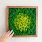Living Moss Pictures with Sacred Science Collective