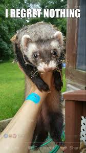 Pin By Stacy Kornegay On Ferrets Funny Ferrets Cute Ferrets Ferrets Care