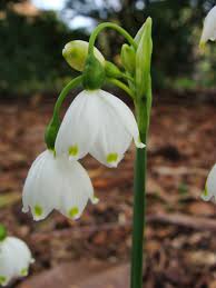 Leucojum Aestivum