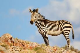 Cape Mountain Zebra In Rocky Area Africa Wildlife Wild Nature Safari Animals Zebra Stripes Black Whi Mountain Zebra African Wildlife African Animals
