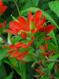 Image result for Micrargeria filiformis