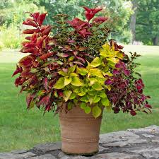 Image result for Coleus melleri