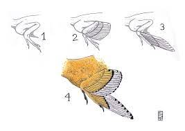 We hope this picture bird's wing anatomy skeleton and feather can help you study and research. Folded Wing Anatomy Folded Dinosaur Wings By Drawings Prehistoric Animals Weird Shapes
