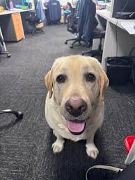 Show me your silly tongues!