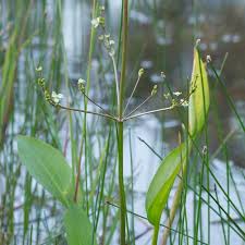 Image result for Alisma plantago-aquatica