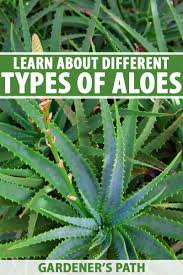 Image result for Aloe
