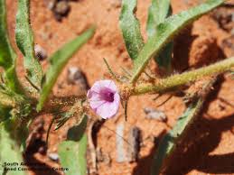 Image result for Ipomoea polymorpha