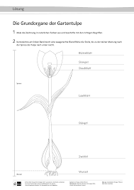 Https Www2 Klett De Sixcms Media Php 229 Loesung Grundorgane Gartentulpe Pdf